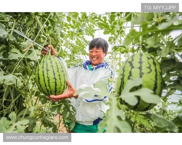 三株路反打实战攻略详解让你在关键时刻实现逆转赢得比赛 三株路反打实战攻略详解让你在关键时刻实现逆转赢得比赛